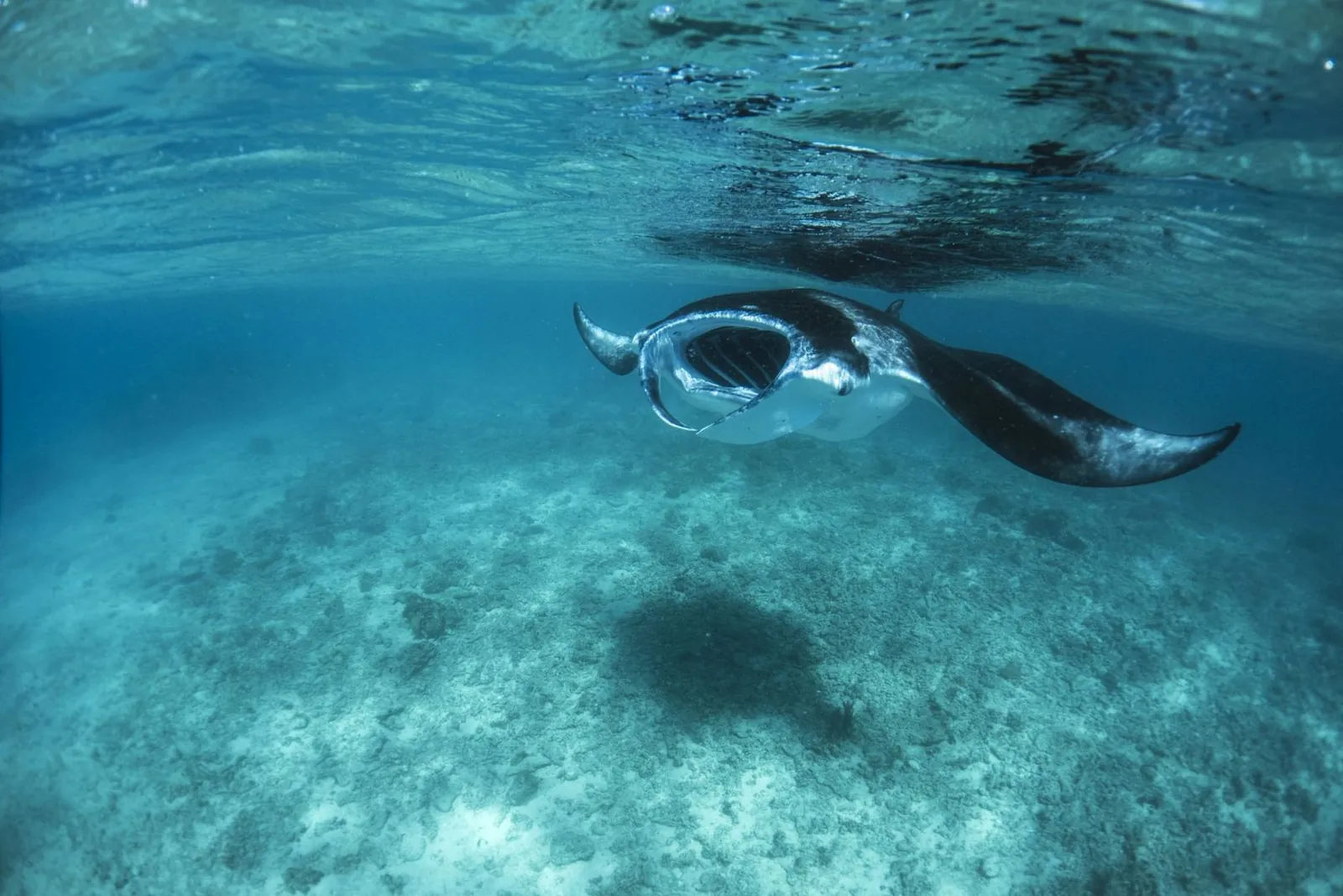 Ein Mantarochen gleitet über den sandigen Grund des Kanals