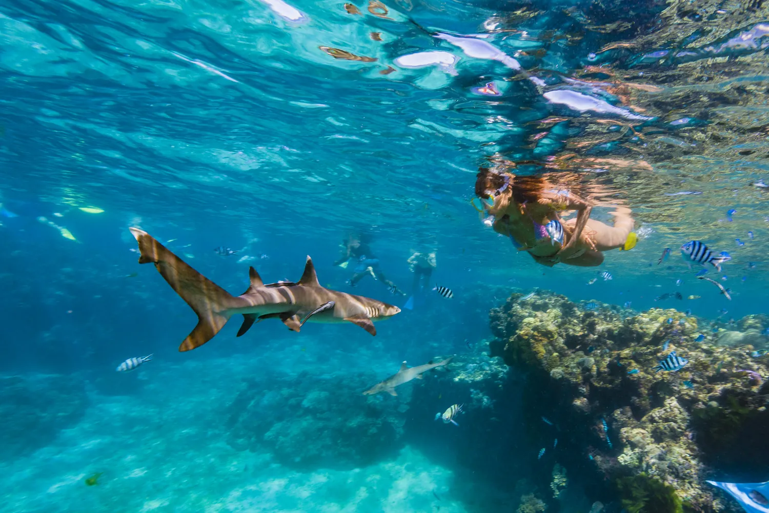 Ein Schnorchler schwimmt über einem Riffhai und Korallen