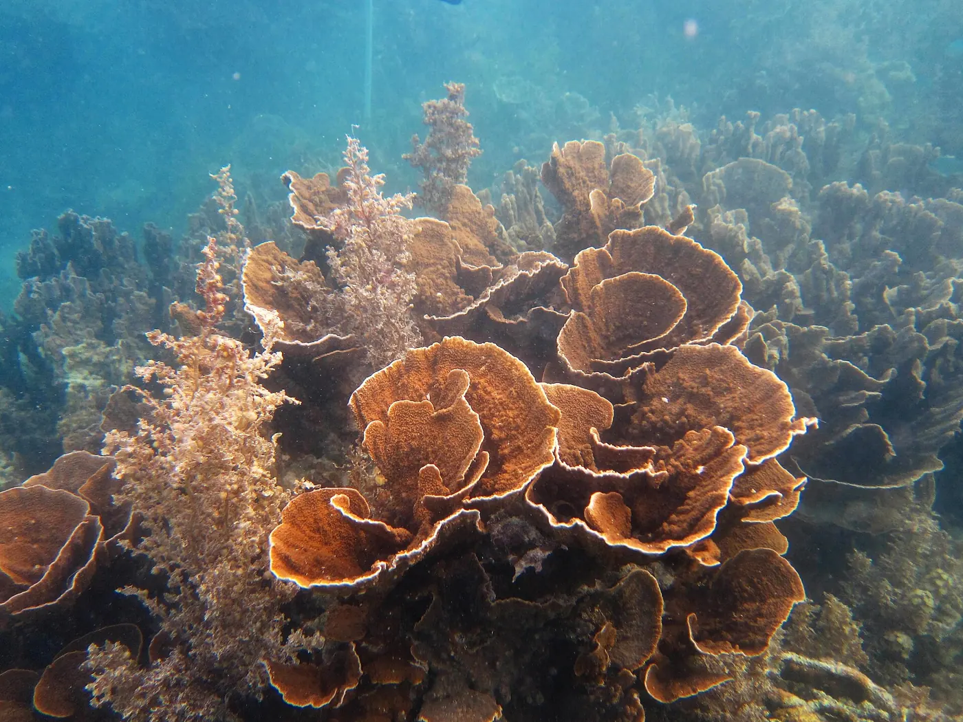 Korallen am Ningaloo Reef bei Coral Bay