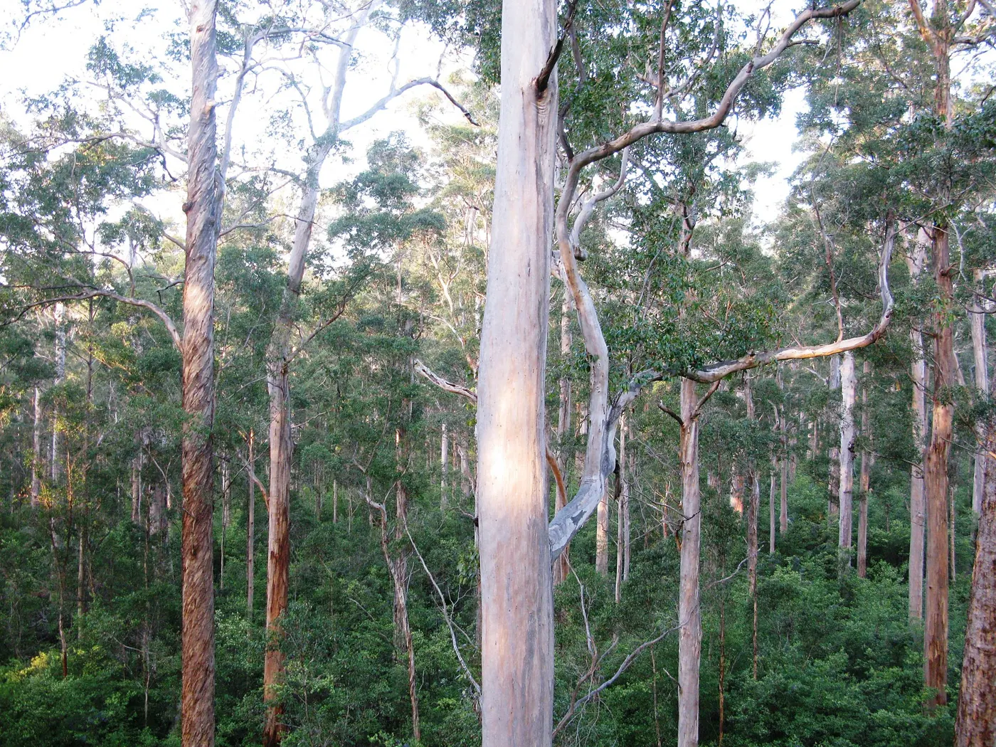 Karri-Wald im Warren National Park bei Pemberton
