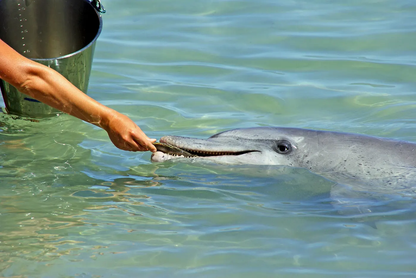 Ein wilder Delfin im flachen Wasser bei Monkey Mia, Shark Bay